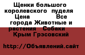 Щенки большого (королевского) пуделя › Цена ­ 25 000 - Все города Животные и растения » Собаки   . Крым,Грэсовский